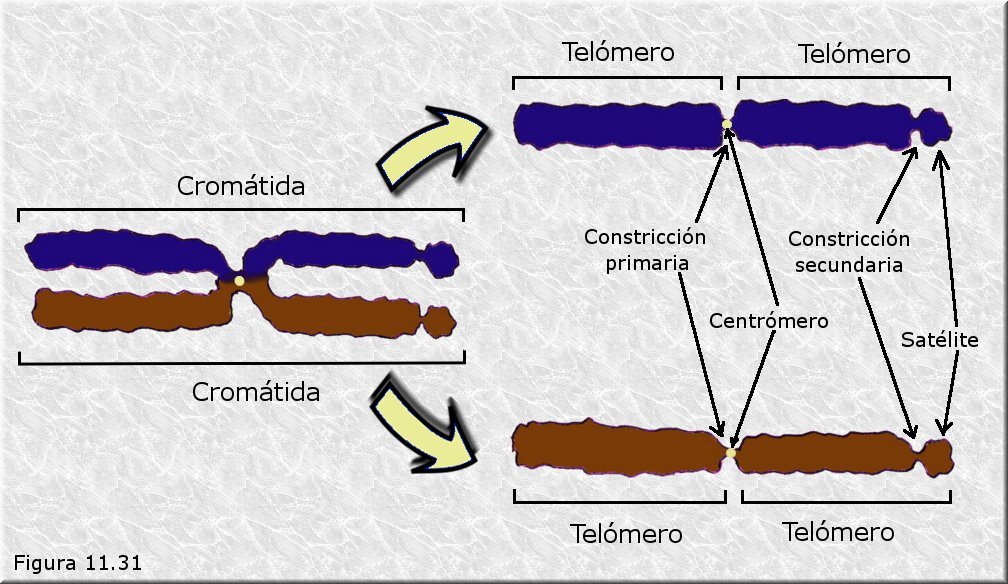 Cromosomas