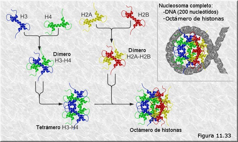 Nucleosoma