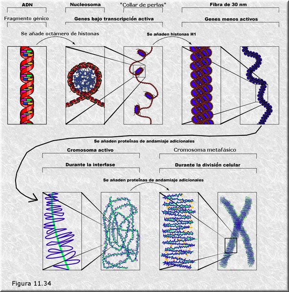 Estructura de la cromatina y los cromosomas