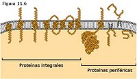 Proteínas integrales y periféricas