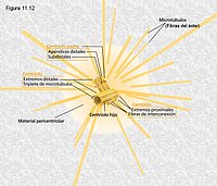 Centrosoma