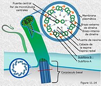 Estructura de cilios y flagelos