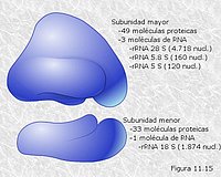 Ribosomas