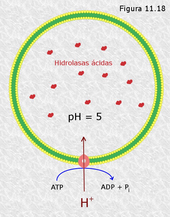 Lisosomas