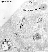 Lisosomas