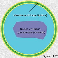 Peroxisomas