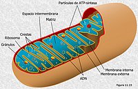 Mitocondria