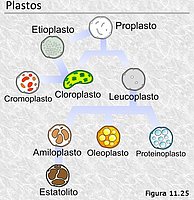 Plastidios