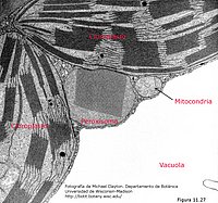 Cloroplastos