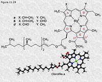 Clorofila