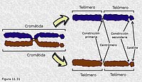 Cromosomas