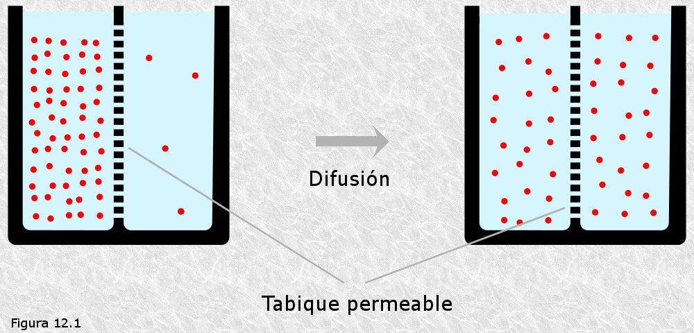 Resultado de imagen de DIFUSION A TRAVES DE UNA MEMBRANA PERMEABLE