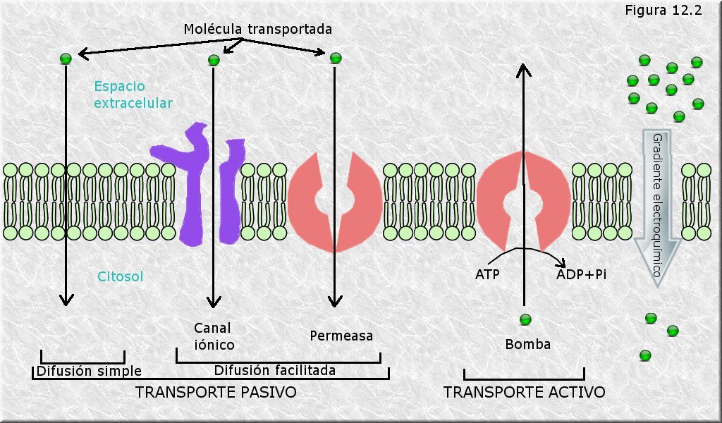 Transporte a través de las membranas