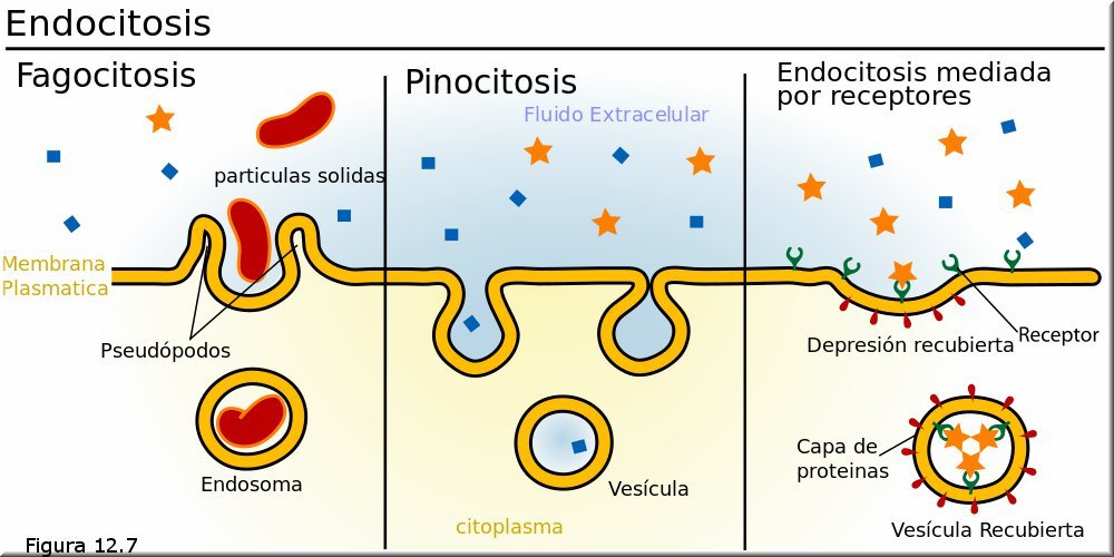 Endocitosis