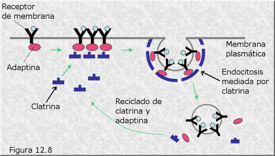 Endocitosis mediada por receptores específicos