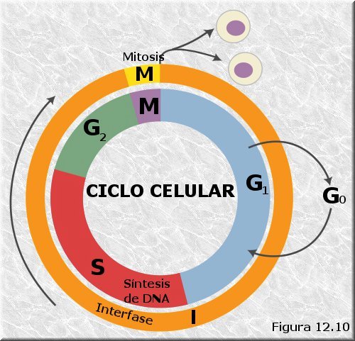 Ciclo celular