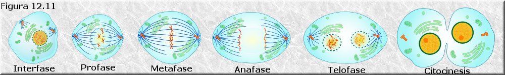 Mitosis