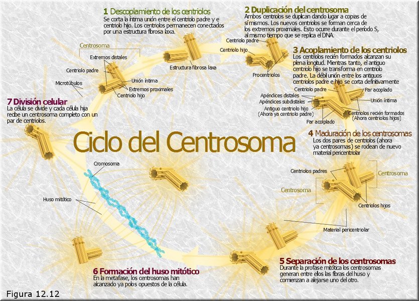 Ciclo del centrosoma