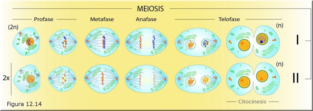 Meiosis