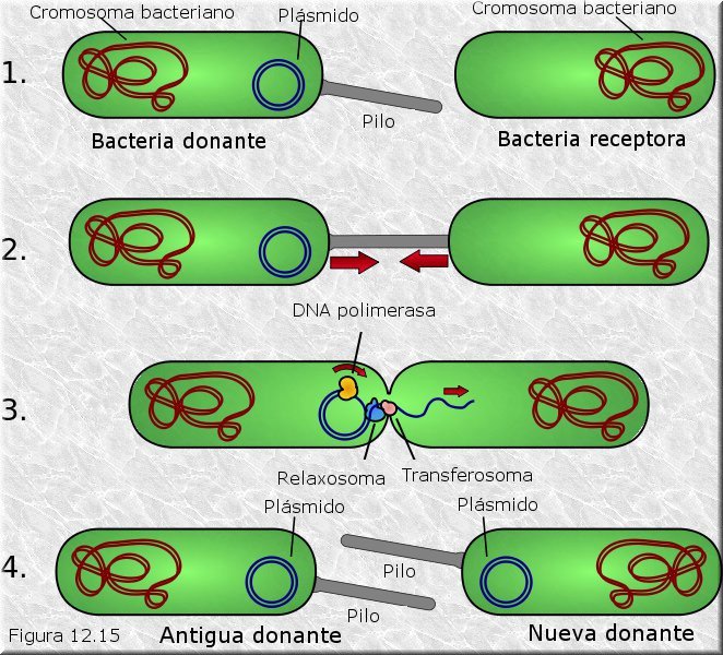 Conjugación bacteriana