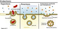 Endocitosis