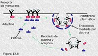 Endocitosis mediada por receptores específicos