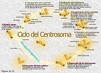 Ciclo del centrosoma