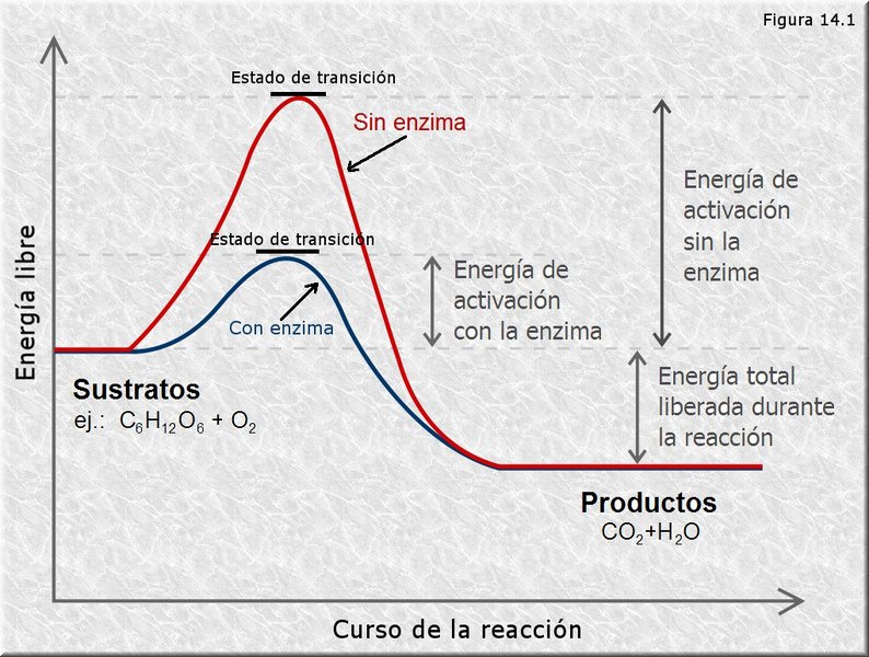 Cinética química