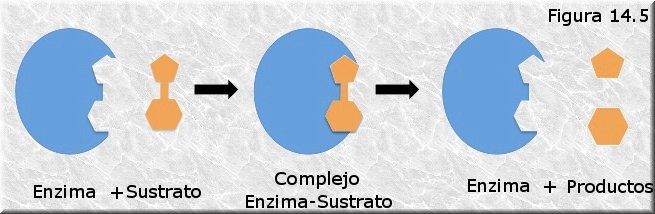 Complejo enzima-sustrato