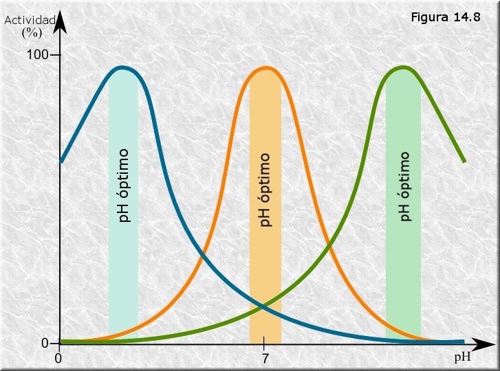 pH óptimo de los enzimas