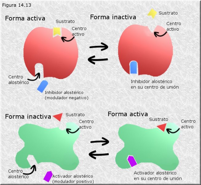 Enzimas alostéricos