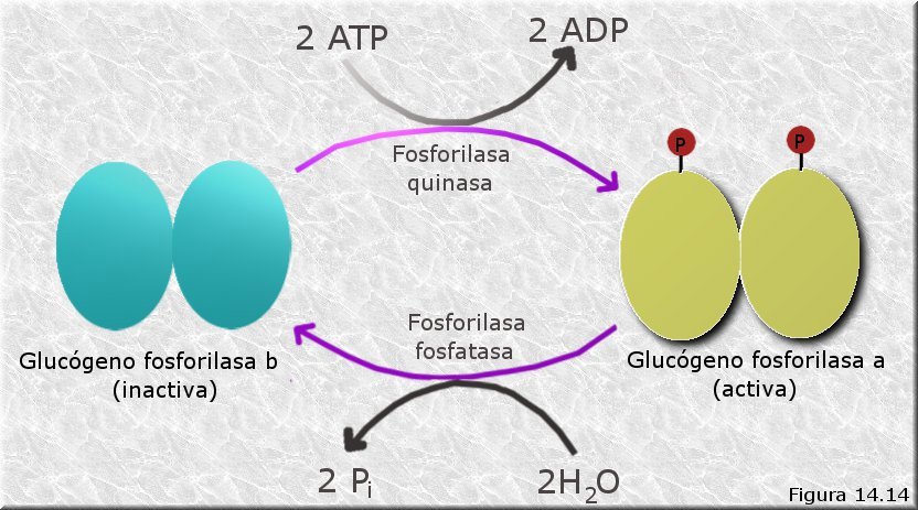 Enzimas modulados covalentemente