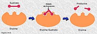 Efecto de distorsión del sustrato por el enzima