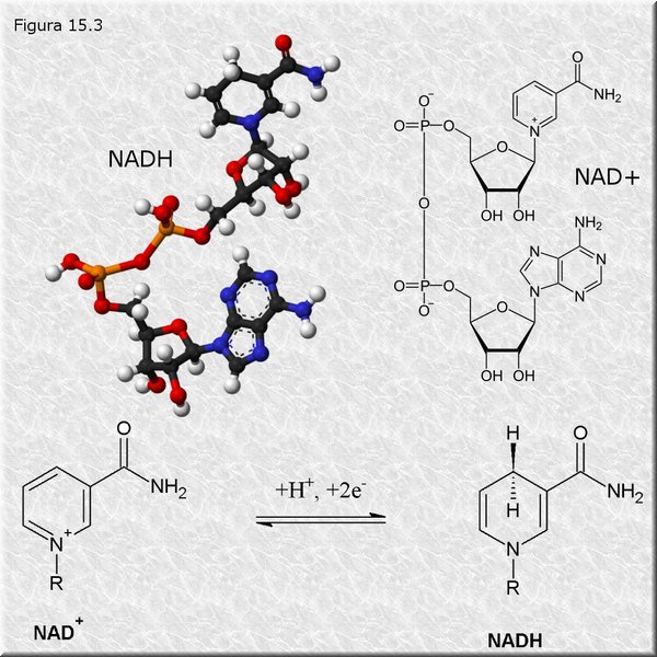 NAD+/NADH