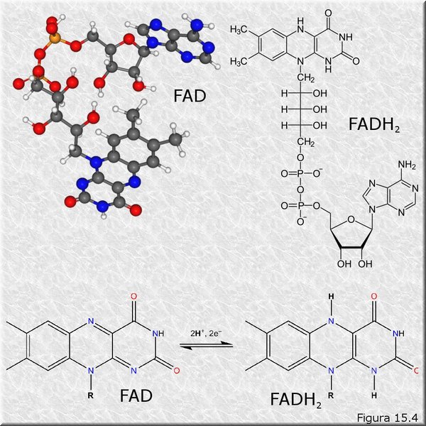 FAD/FADH2