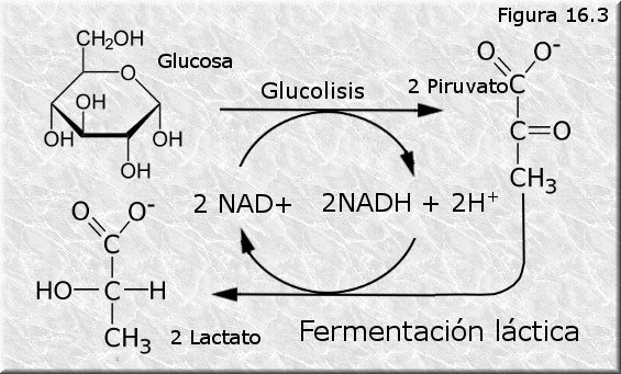 Fermentación láctica