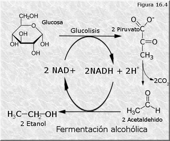 Fermentación alcohólica