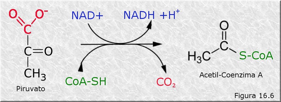 Descarboxilación del piruvato