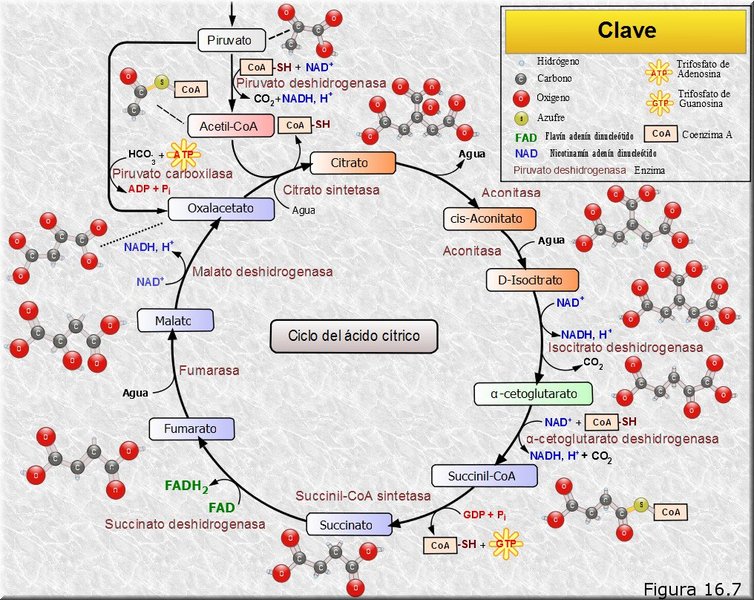 Ciclo de Krebs