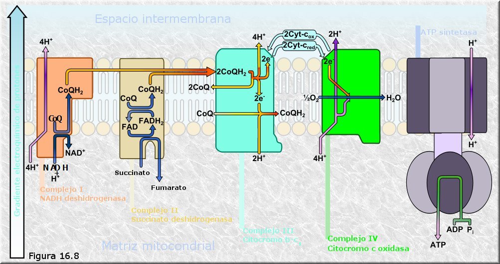 Cadena respiratoria