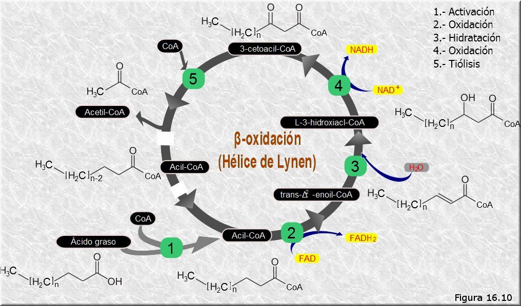 Beta-oxidación