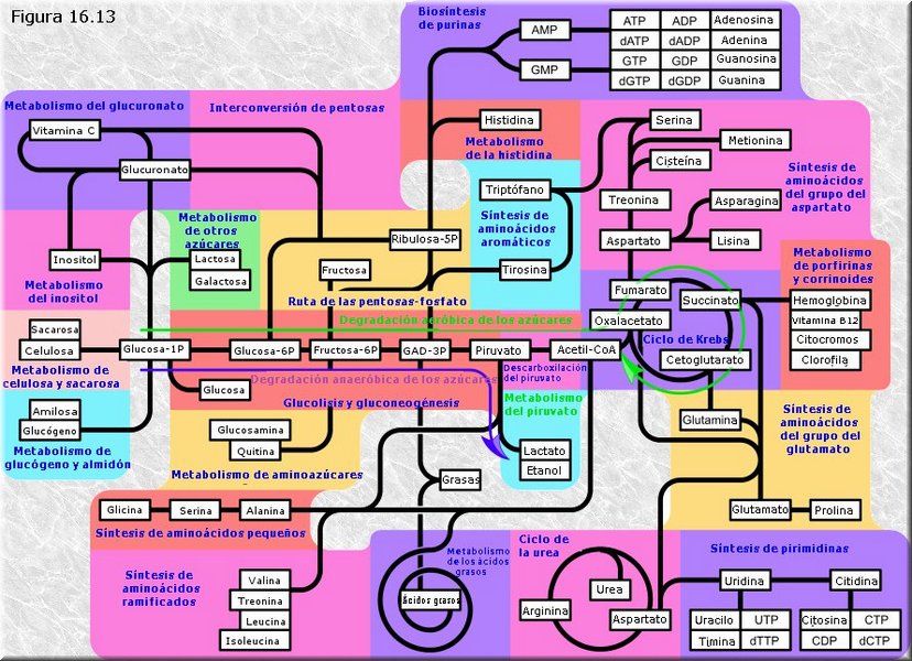 Panorámica del metabolismo