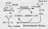 Fermentación láctica