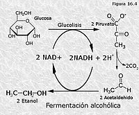 Fermentación alcohólica