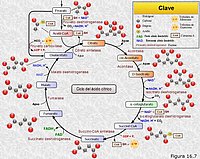 Ciclo de Krebs