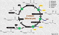 Beta-oxidación