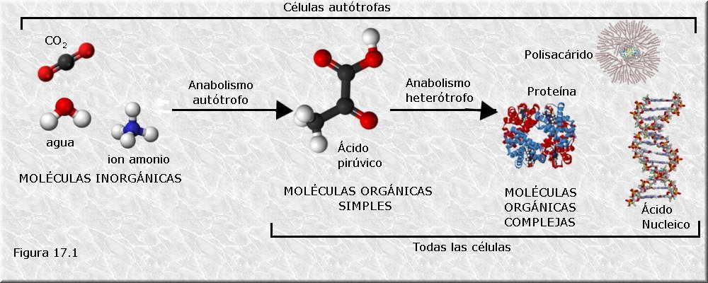 Anabolismo autótrofo y heterótrofo