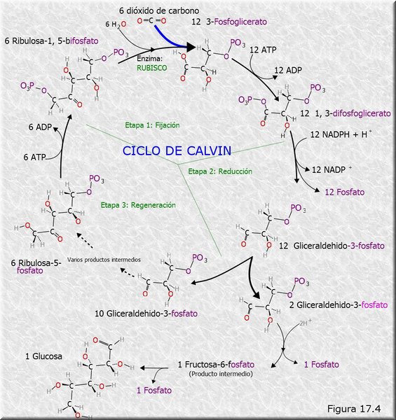 Ciclo de Calvin