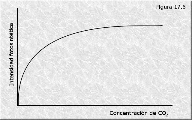 Factores que afectan a la fotosíntesis. El CO2