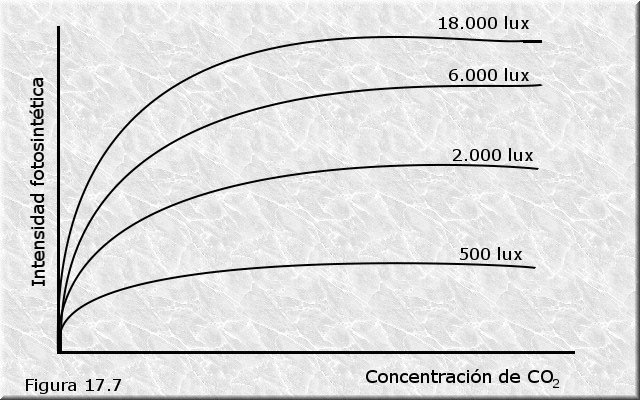 Factores que afectan a la fotosíntesis. Intensidad luminosa